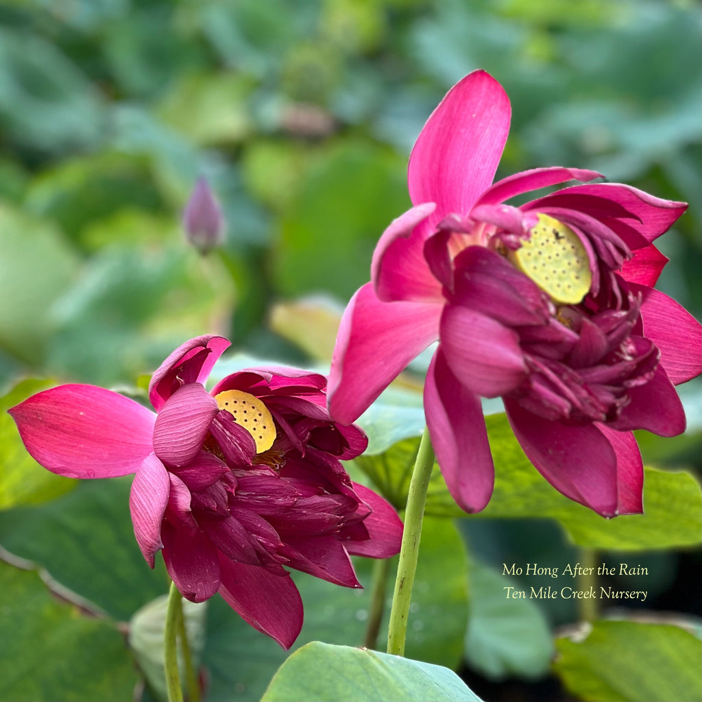 2025 Mo Hong - Black Red - Ten Mile Creek Nursery