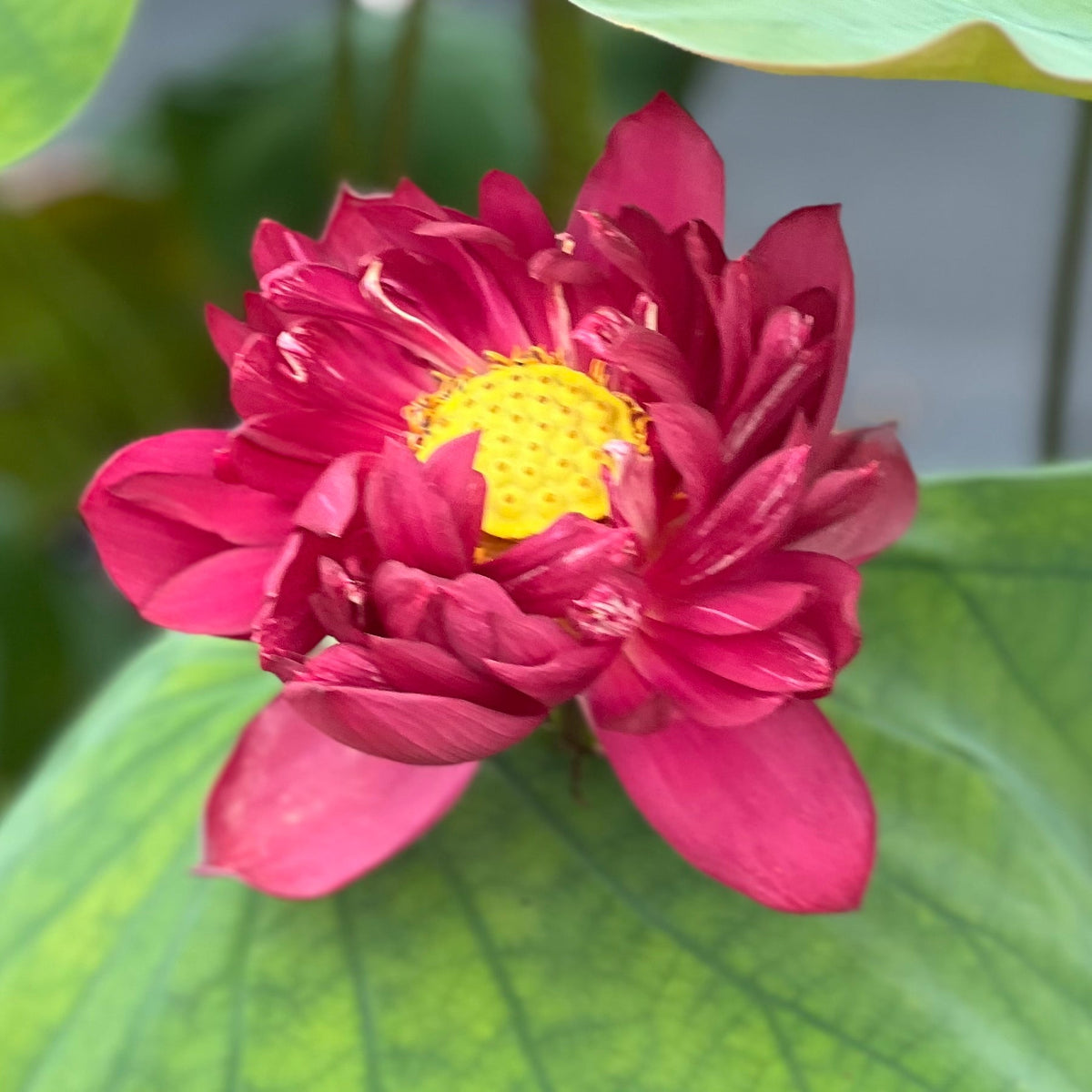 Mo Hong - Black Red – Ten Mile Creek Nursery