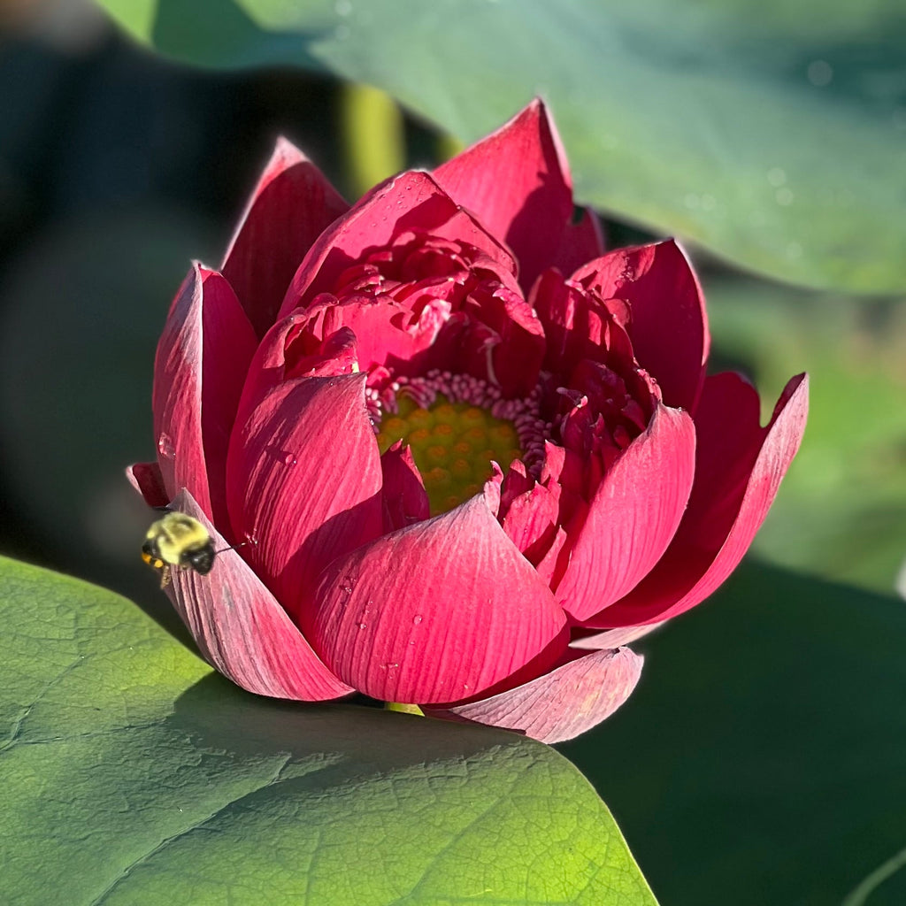 2025 Mo Hong - Black Red - Ten Mile Creek Nursery