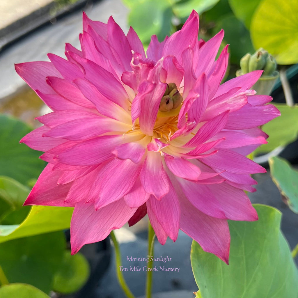 2025 Morning Sunlight Lotus - Ten Mile Creek Nursery