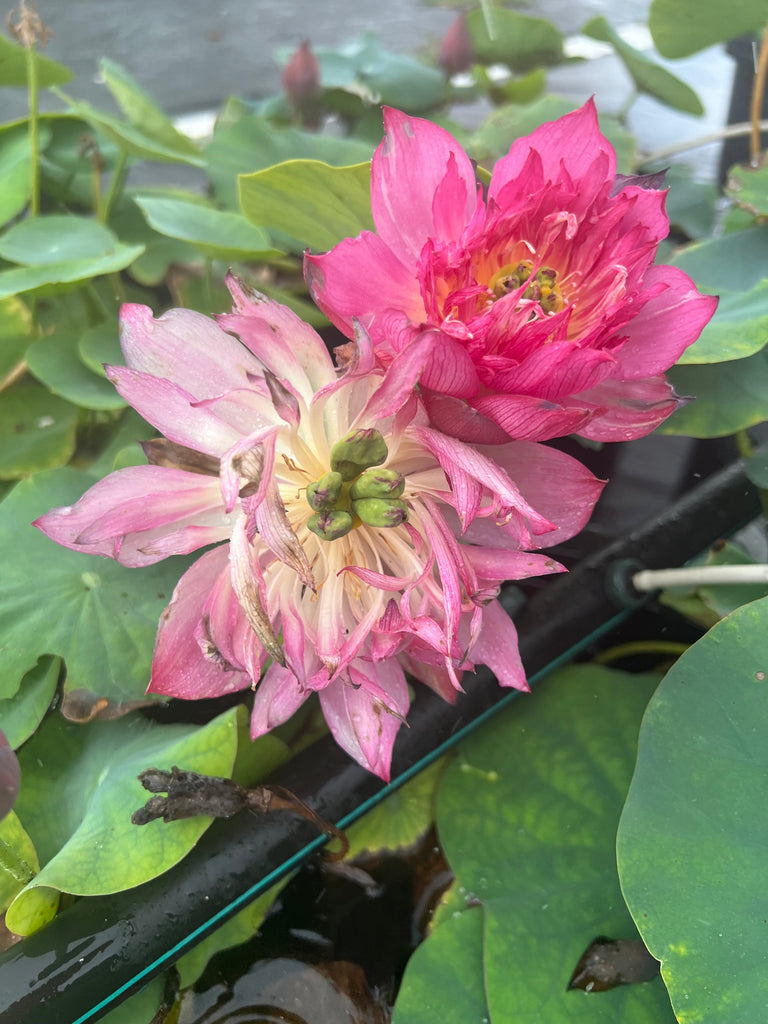 2025 Morning Sunlight Lotus - Ten Mile Creek Nursery