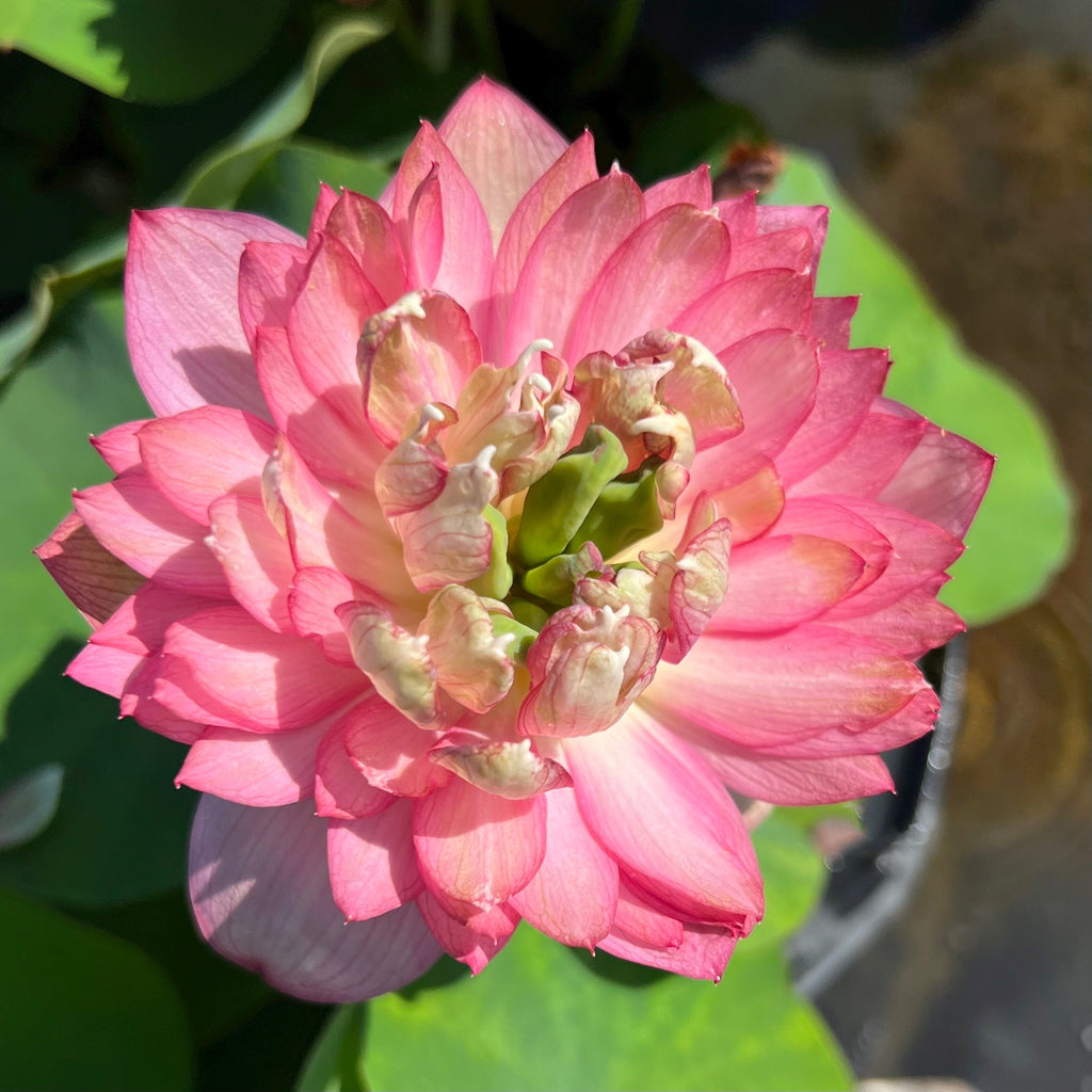 2025 Morning Sunlight Lotus - Ten Mile Creek Nursery