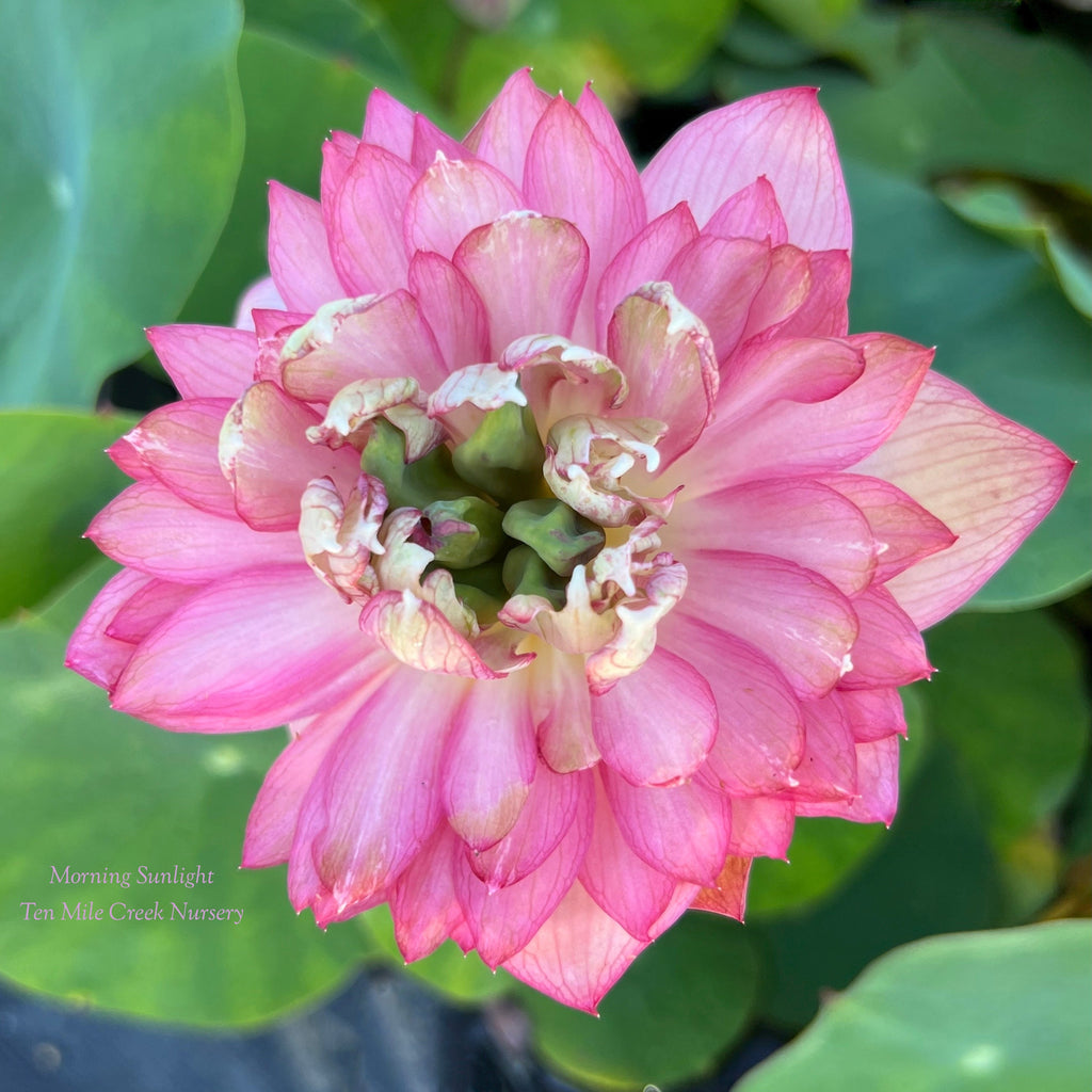 2025 Morning Sunlight Lotus - Ten Mile Creek Nursery