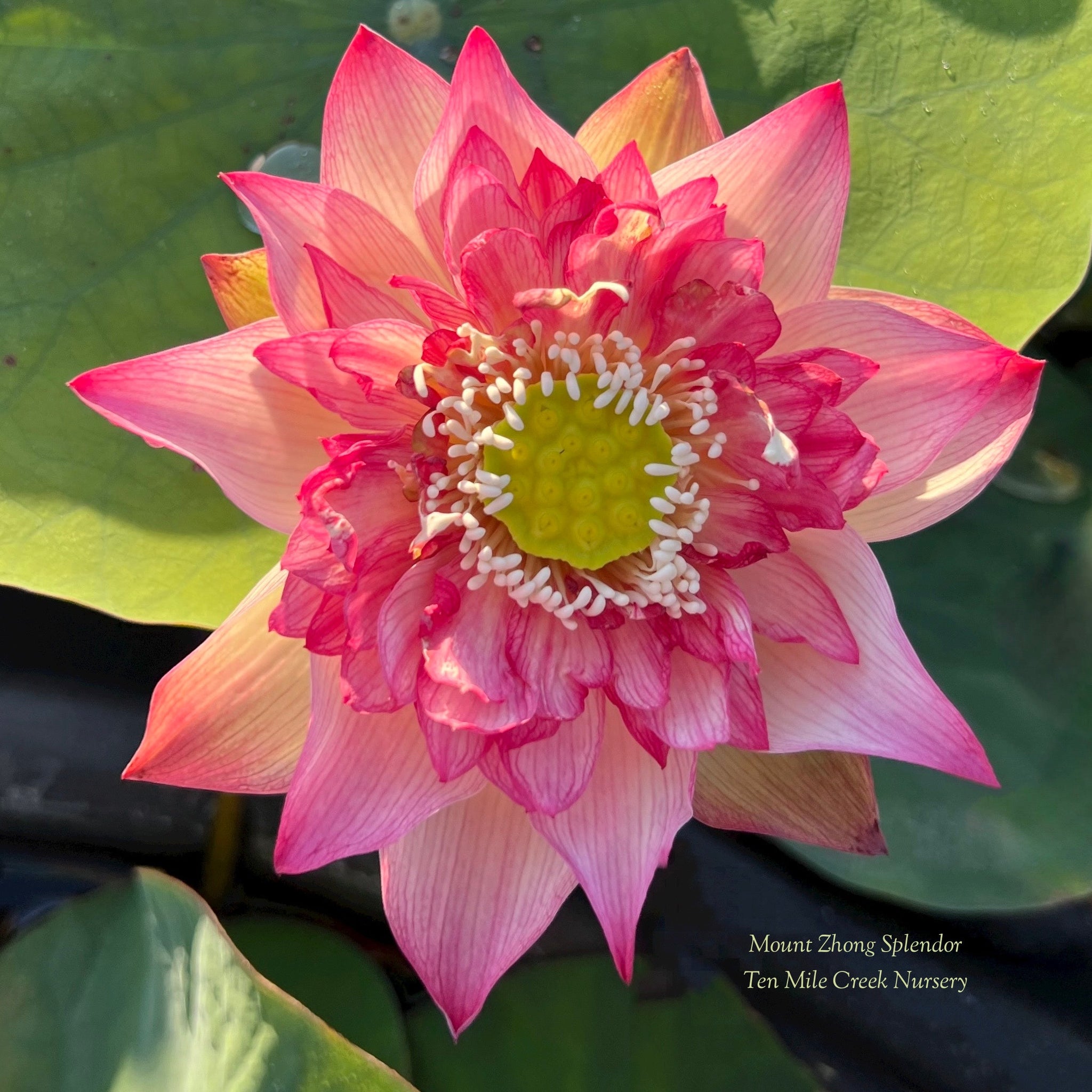 Mount Zhong Splendor Lotus – Ten Mile Creek Nursery