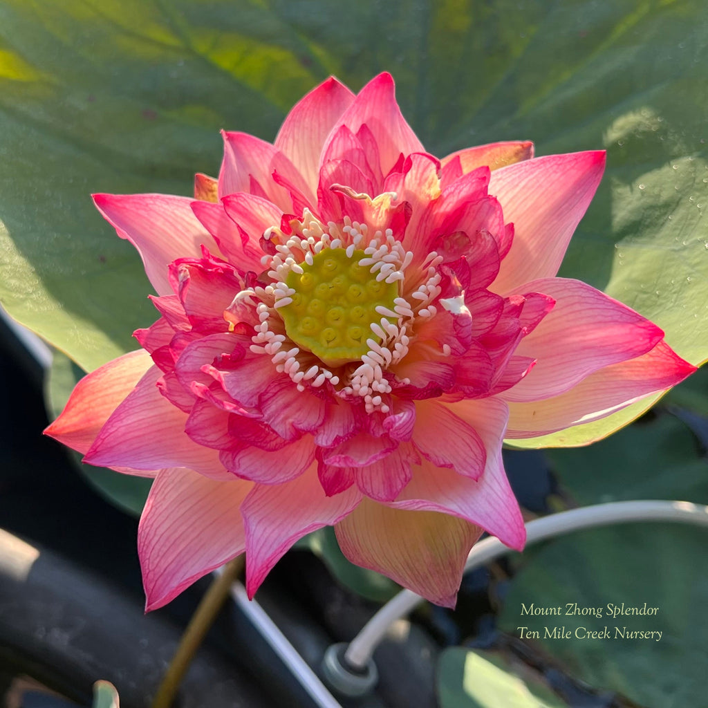 2025 Mount Zhong Splendor Lotus - Ten Mile Creek Nursery