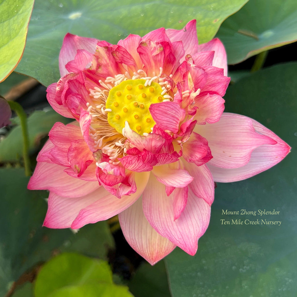 2025 Mount Zhong Splendor Lotus - Ten Mile Creek Nursery