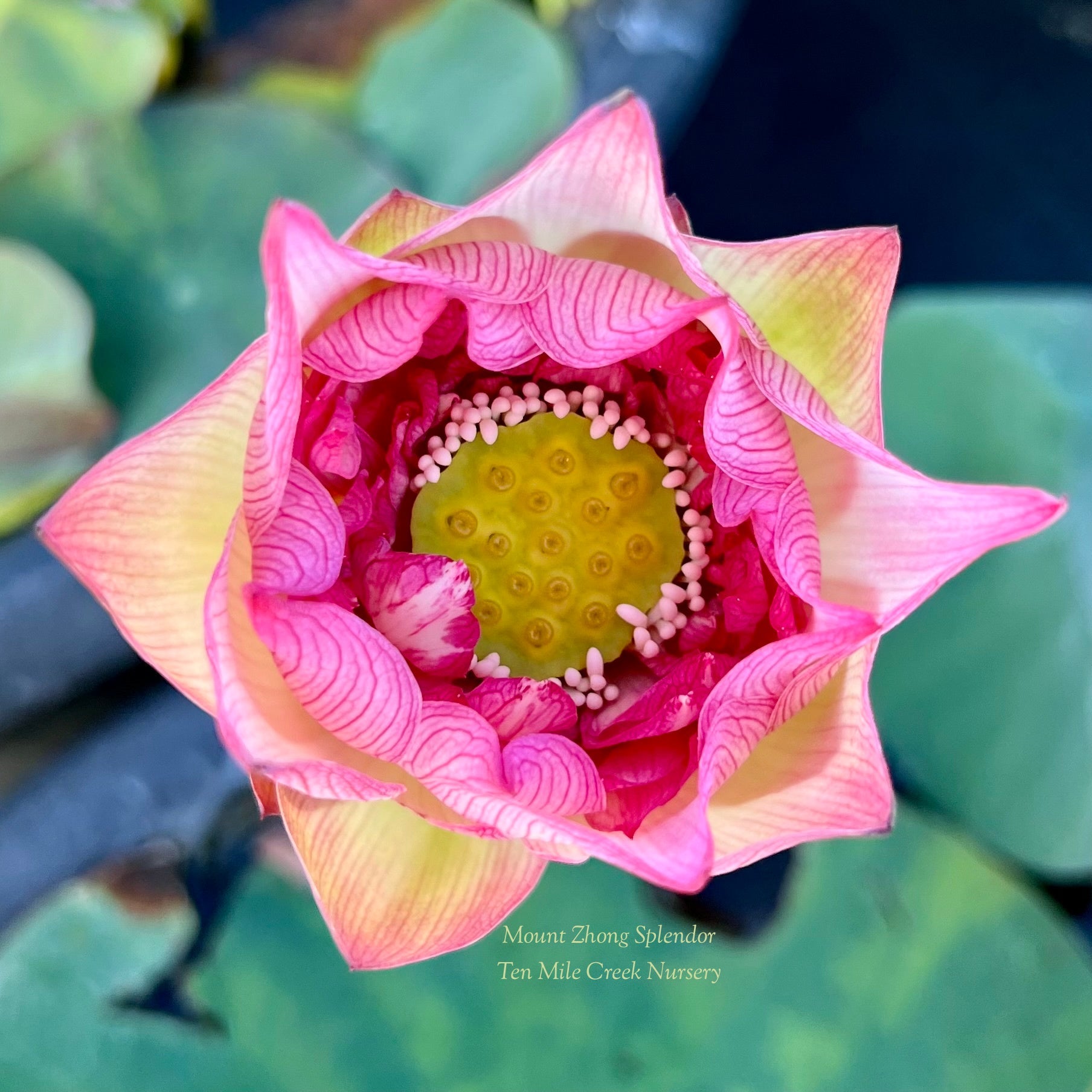 Mount Zhong Splendor Lotus – Ten Mile Creek Nursery