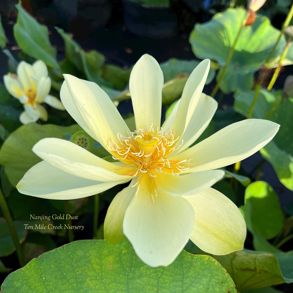 2025 Nanjing Gold Dust Lotus - Ten Mile Creek Nursery