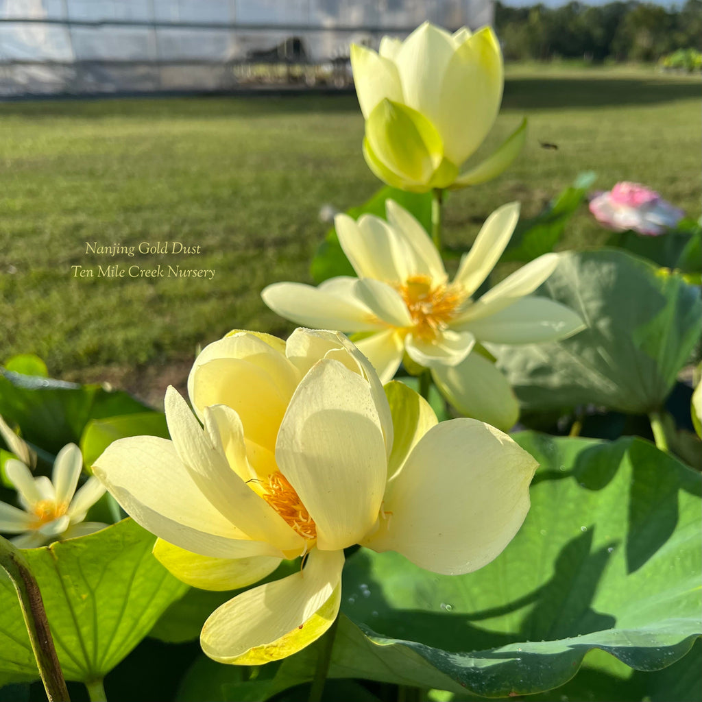 2025 Nanjing Gold Dust Lotus - Ten Mile Creek Nursery