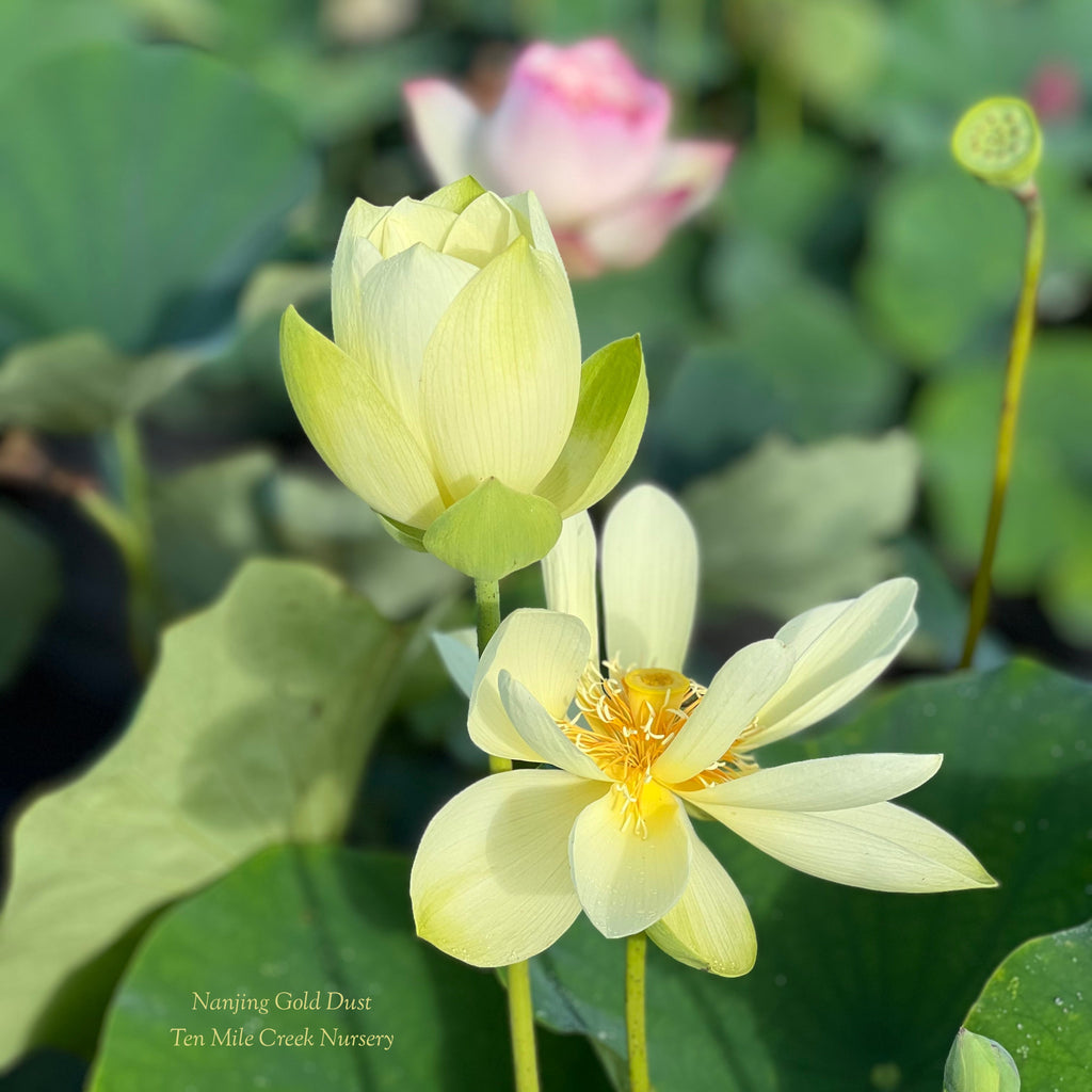 2025 Nanjing Gold Dust Lotus - Ten Mile Creek Nursery