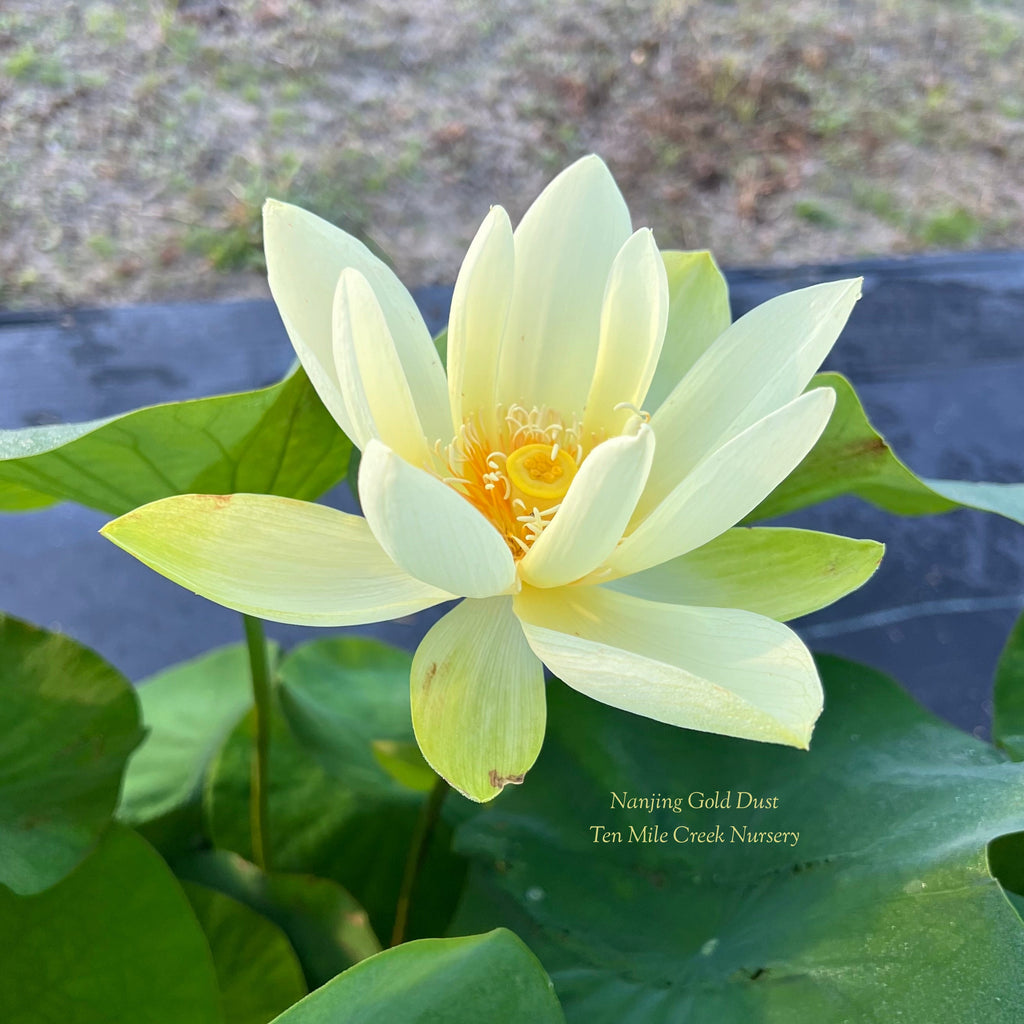 2025 Nanjing Gold Dust Lotus - Ten Mile Creek Nursery