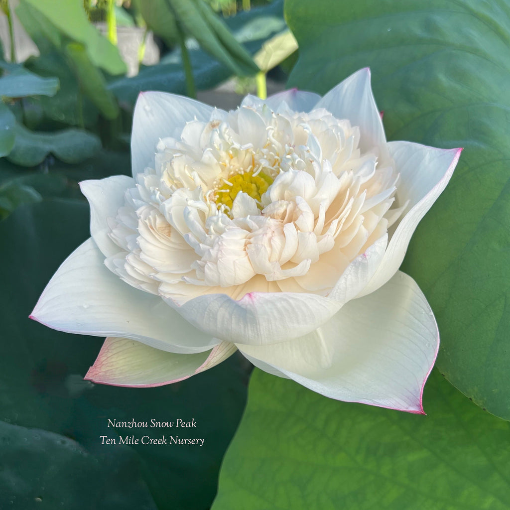 2025 Nanzhou Snow Peak Lotus - Ten Mile Creek Nursery