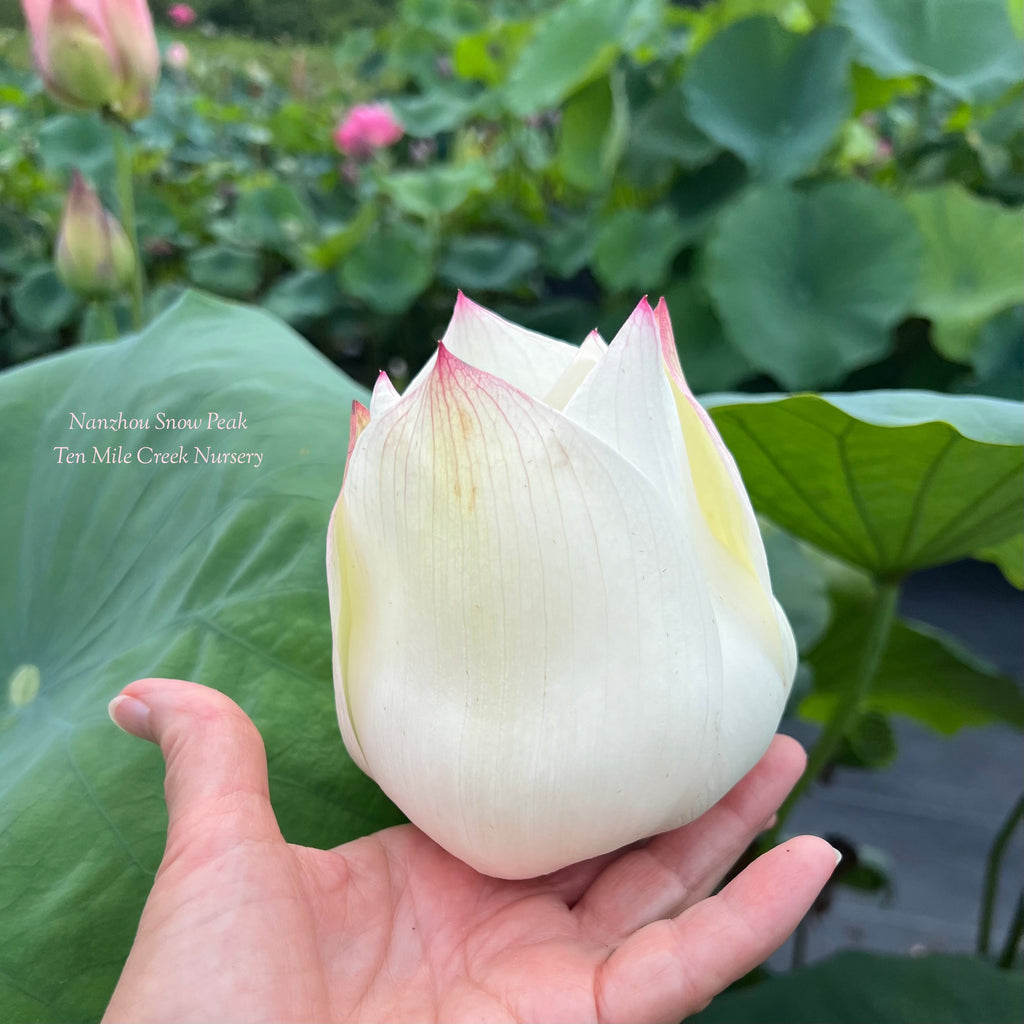 2025 Nanzhou Snow Peak Lotus - Ten Mile Creek Nursery