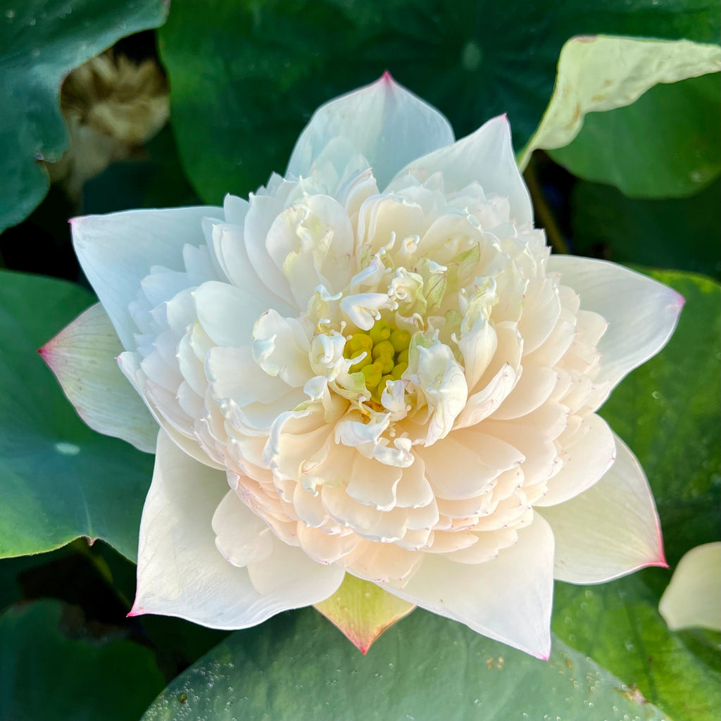 2025 Nanzhou Snow Peak Lotus - Ten Mile Creek Nursery