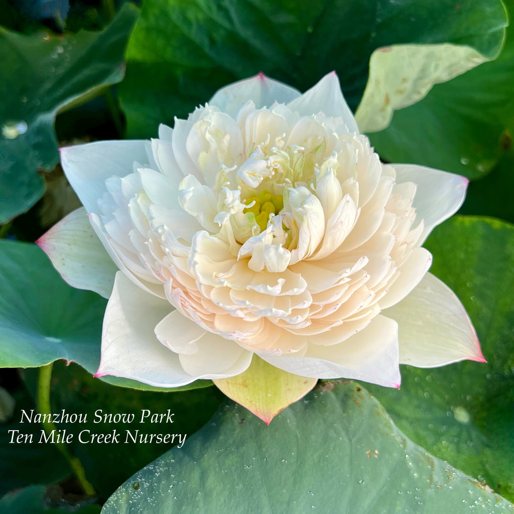 2025 Nanzhou Snow Peak Lotus - Ten Mile Creek Nursery