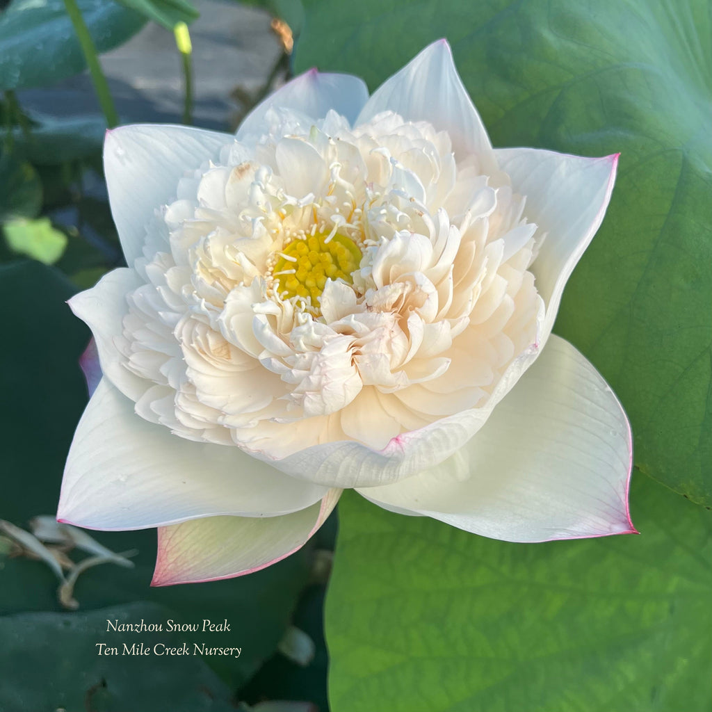 2025 Nanzhou Snow Peak Lotus - Ten Mile Creek Nursery