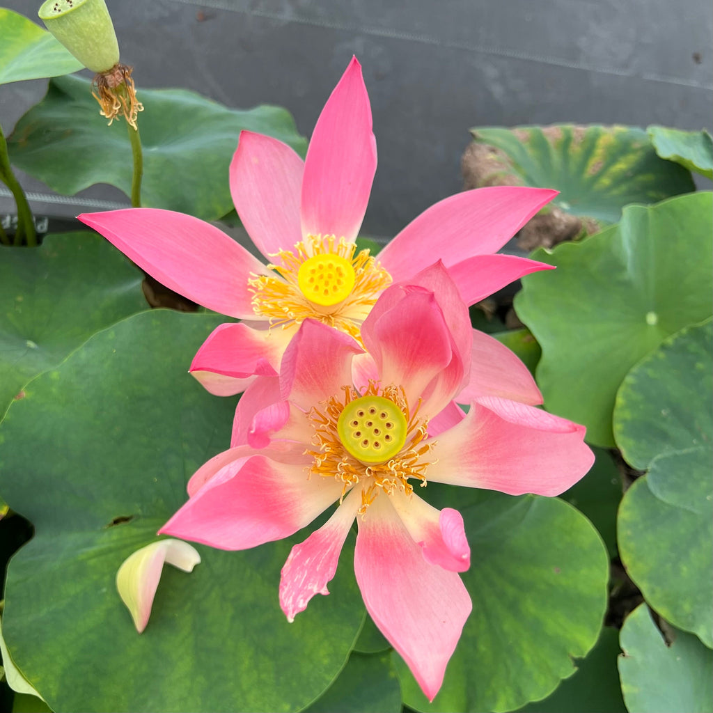 2025 Phoenix Feather Falling on Golden Pond Lotus - Ten Mile Creek Nursery