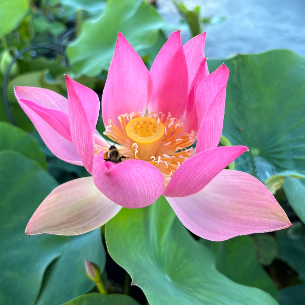 2025 Phoenix Feather Falling on Golden Pond Lotus - Ten Mile Creek Nursery