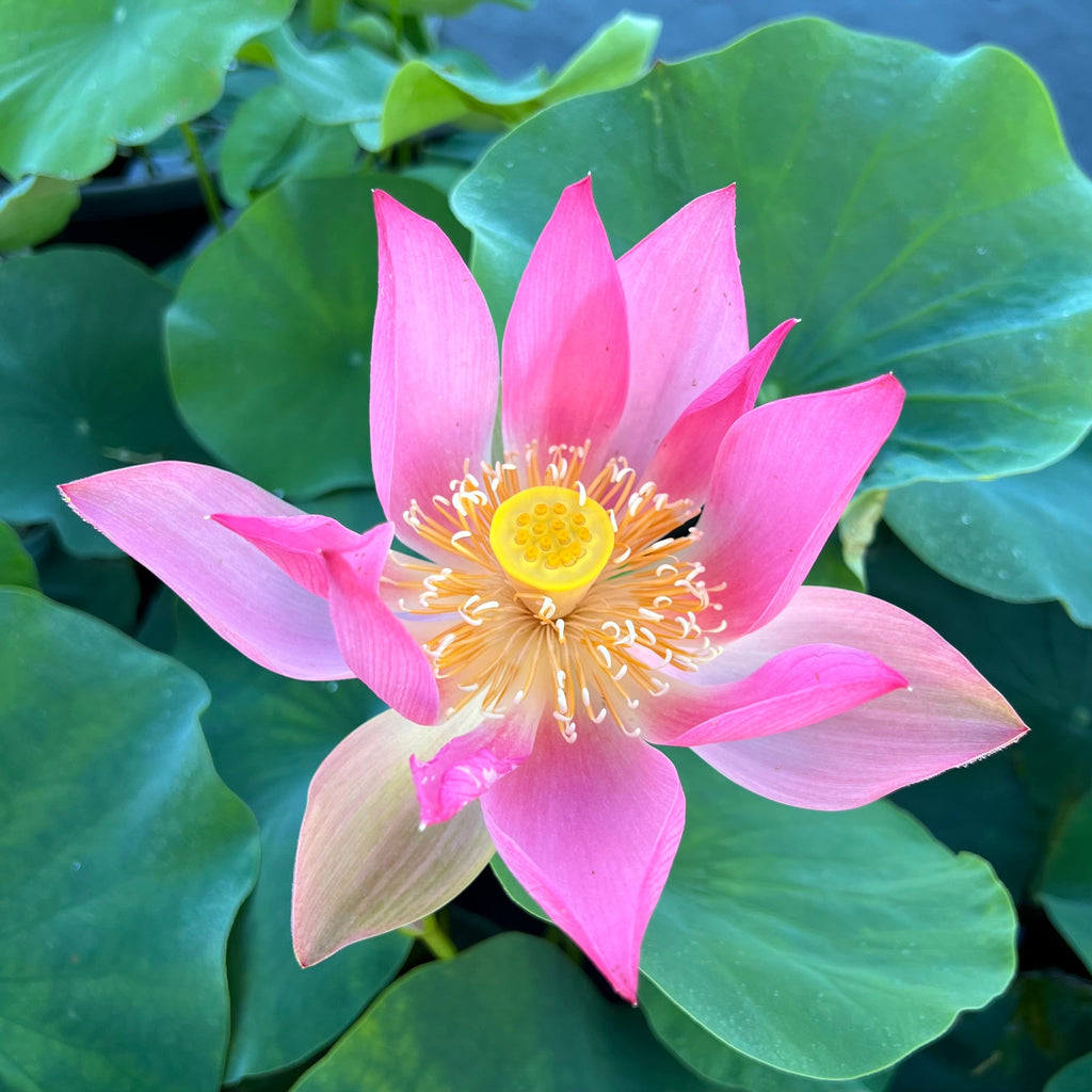 2025 Phoenix Feather Falling on Golden Pond Lotus - Ten Mile Creek Nursery