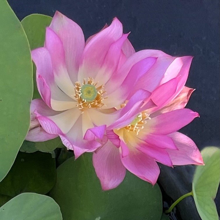 2025 Pink - A - Boo Mini Lotus - Ten Mile Creek Nursery