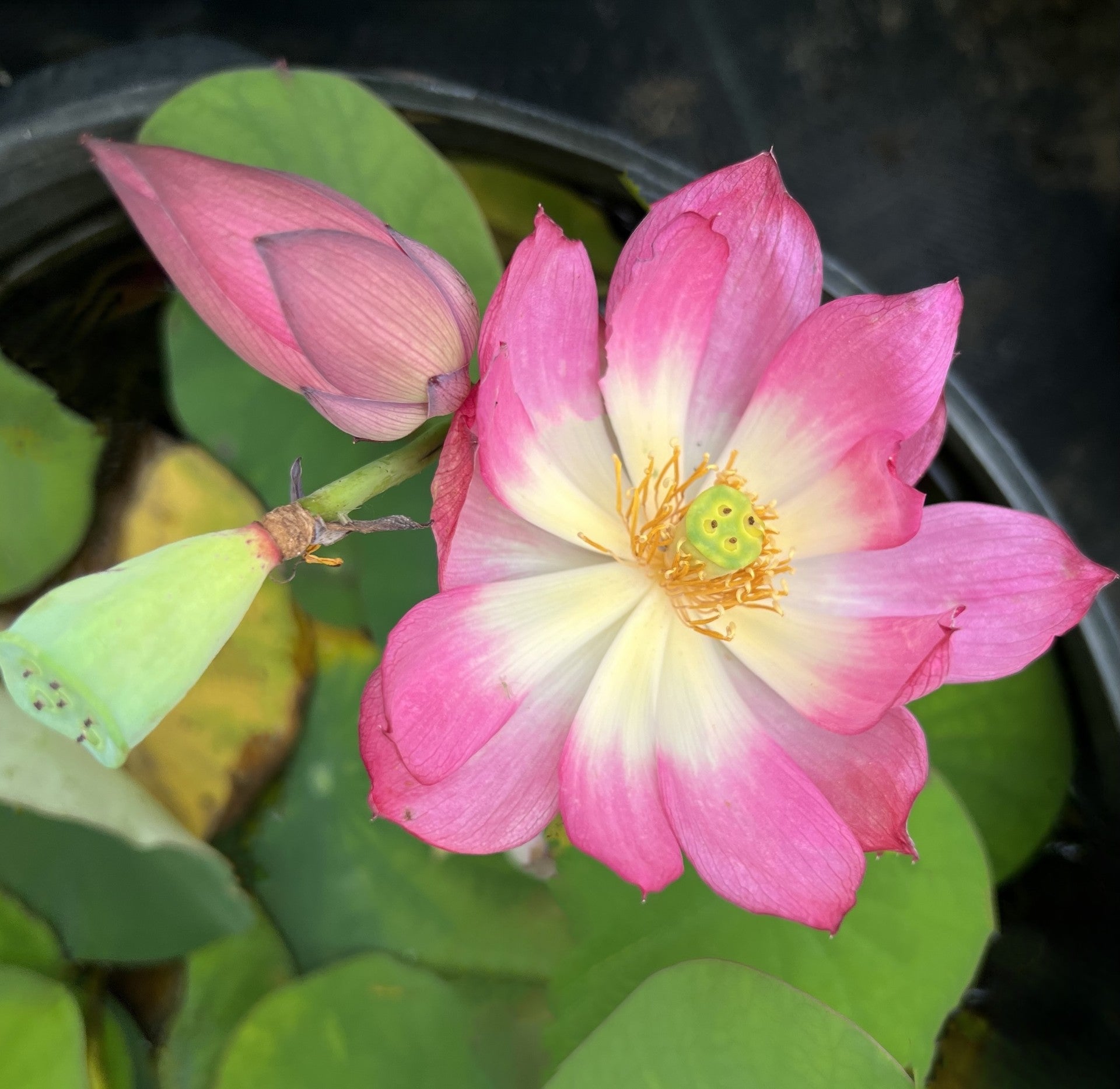 Mini Fall Lotus Pink-A-Boo Mini Lotus – Ten Mile Creek Nursery