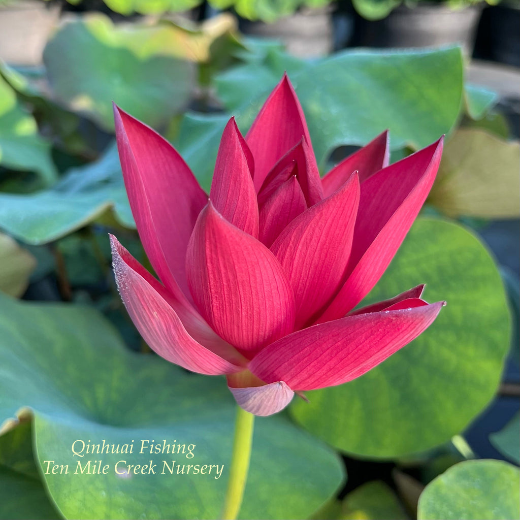 2025 Qinhuai Fishing Lotus - Ten Mile Creek Nursery