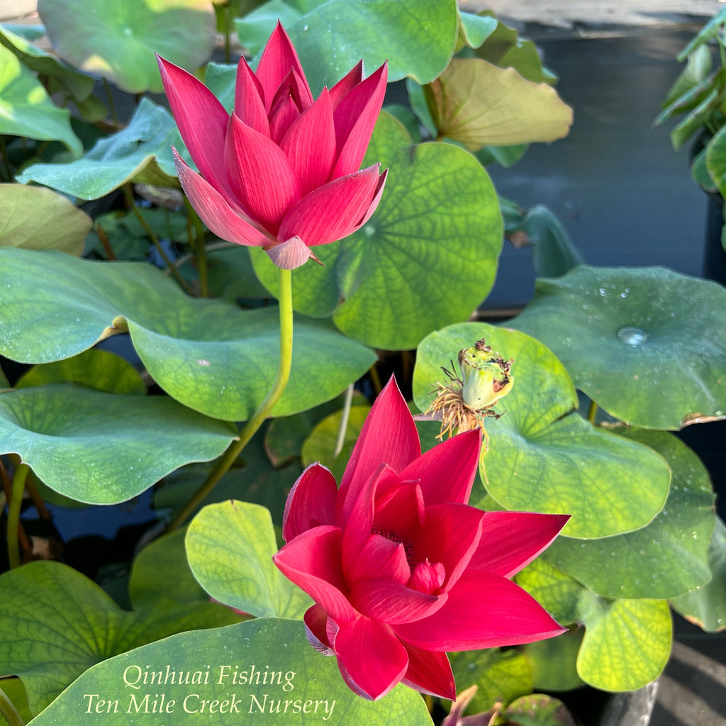 2025 Qinhuai Fishing Lotus - Ten Mile Creek Nursery