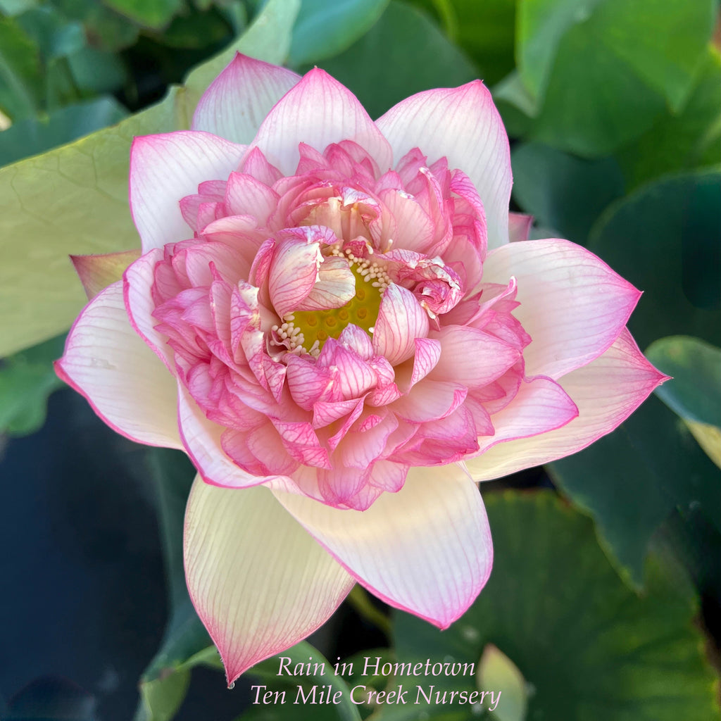 2025 Rain in Hometown Lotus - Ten Mile Creek Nursery