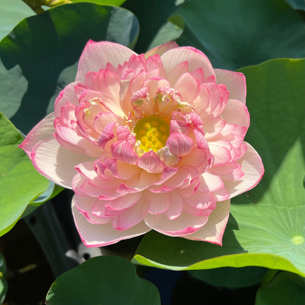 2025 Rain in Hometown Lotus - Ten Mile Creek Nursery