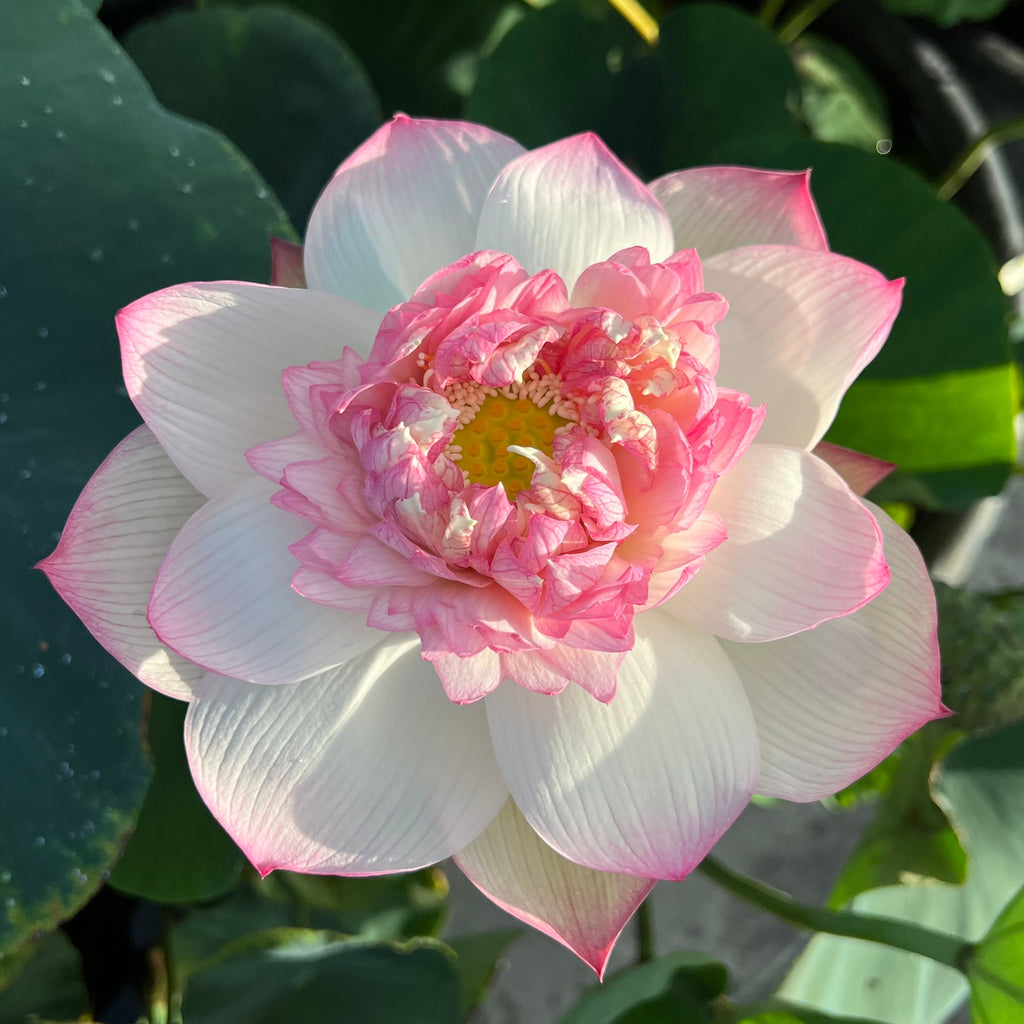 2025 Rain in Hometown Lotus - Ten Mile Creek Nursery