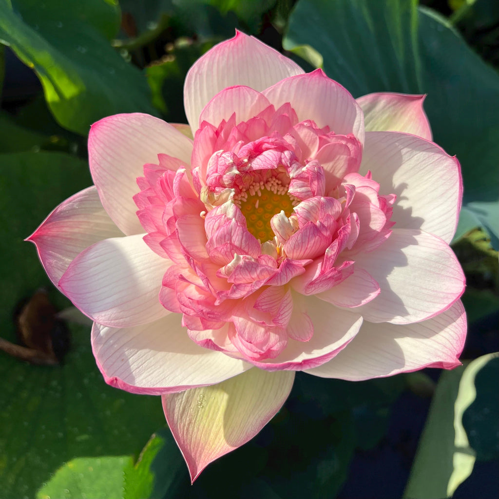 2025 Rain in Hometown Lotus - Ten Mile Creek Nursery