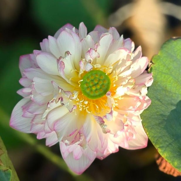 2025 Rain in Hometown Lotus - Ten Mile Creek Nursery