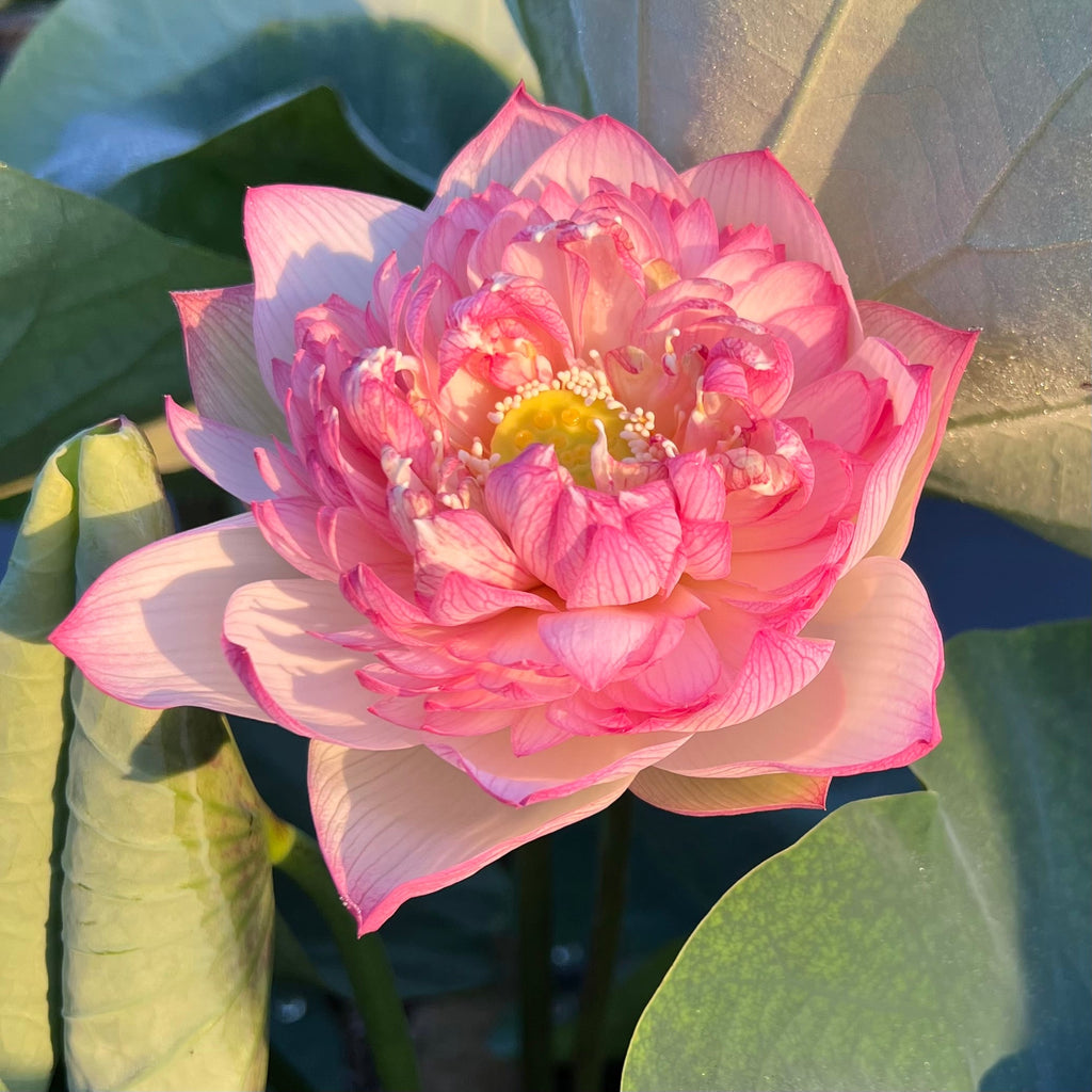 2025 Rain in Hometown Lotus - Ten Mile Creek Nursery