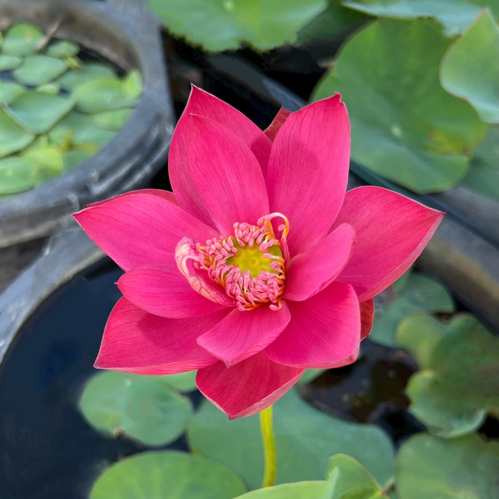 2025 Red Fairy Lotus - Ten Mile Creek Nursery