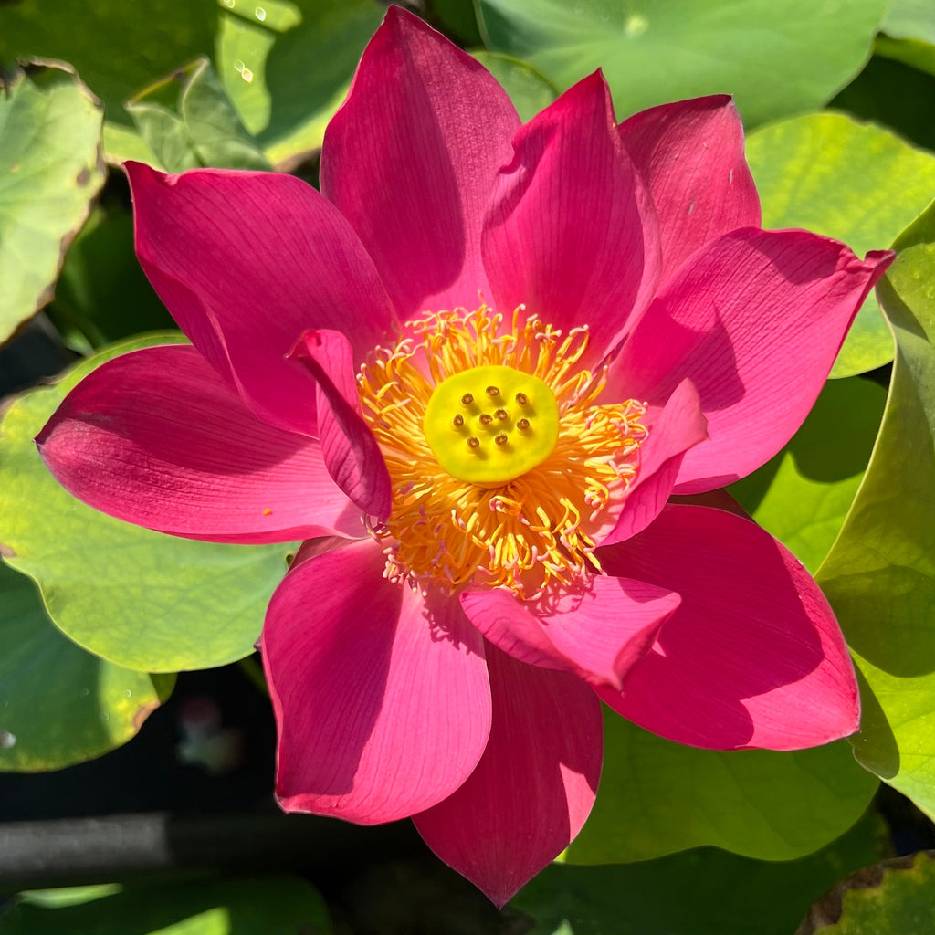 2025 Red Glint Lotus - Ten Mile Creek Nursery