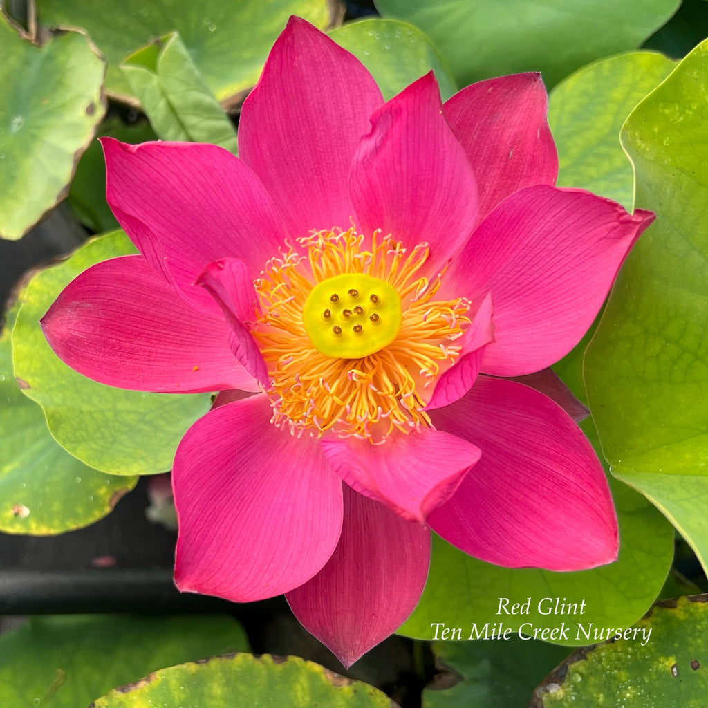 2025 Red Glint Lotus - Ten Mile Creek Nursery