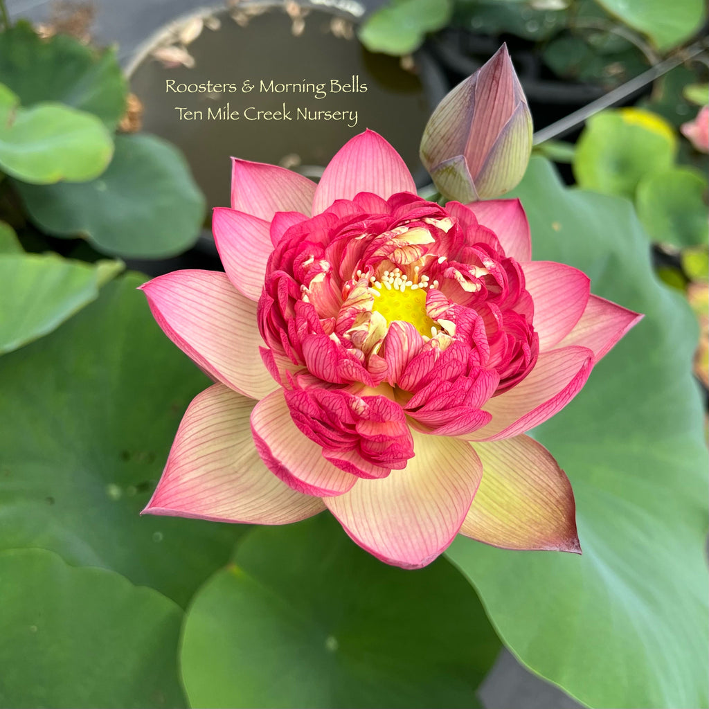 2025 Roosters & Morning Bells Lotus - Ten Mile Creek Nursery