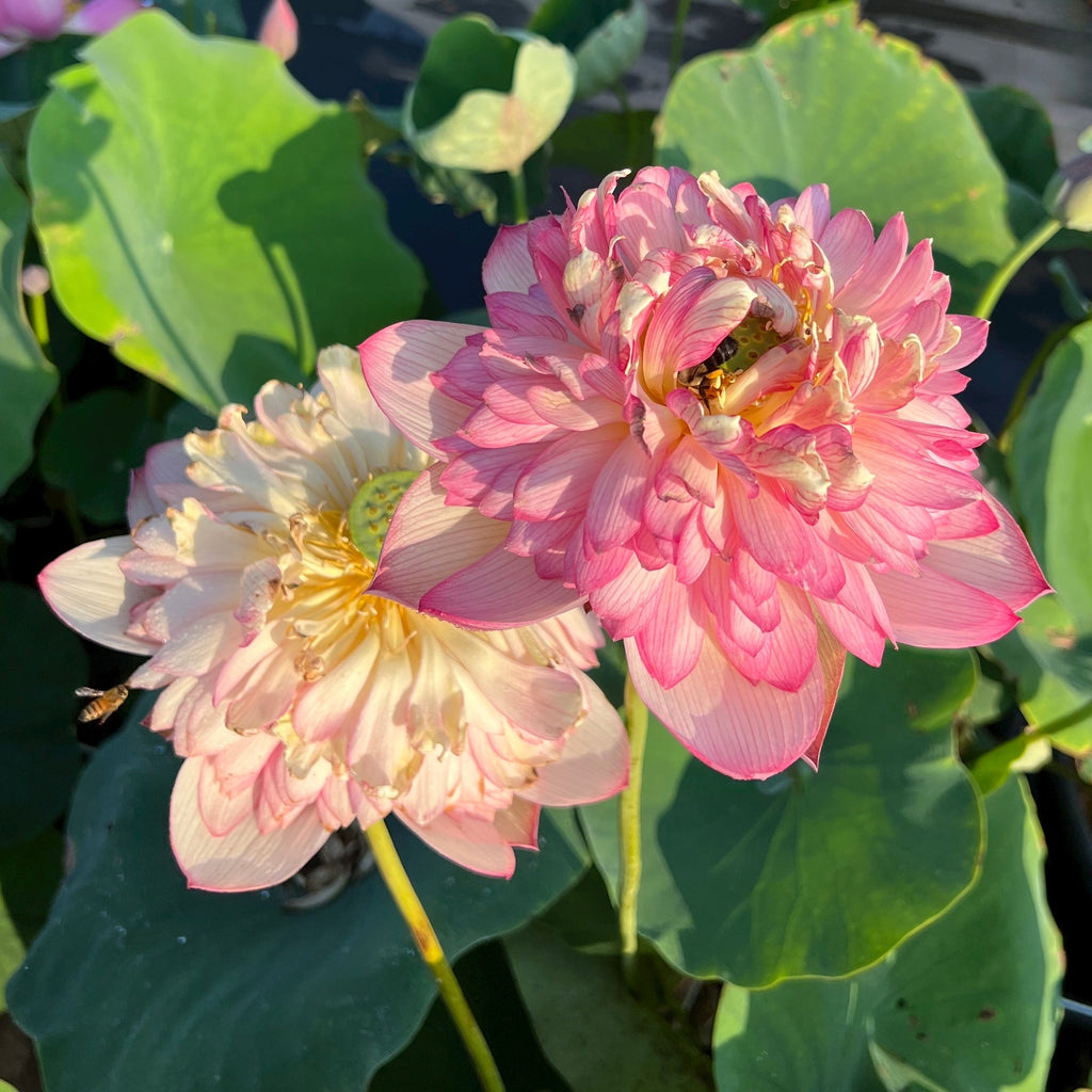 2025 Roosters & Morning Bells Lotus - Ten Mile Creek Nursery