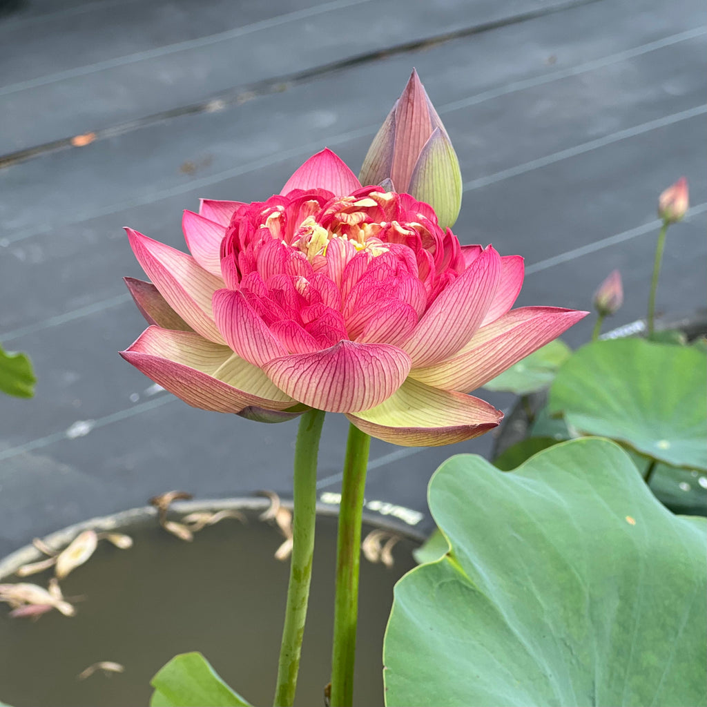 2025 Roosters & Morning Bells Lotus - Ten Mile Creek Nursery