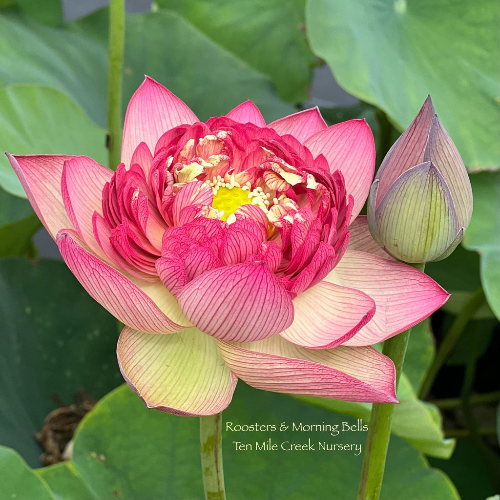 2025 Roosters & Morning Bells Lotus - Ten Mile Creek Nursery