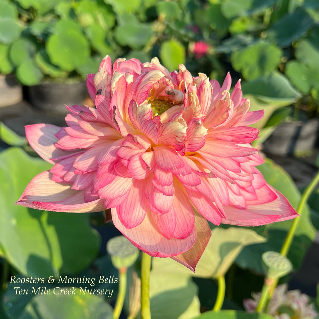 2025 Roosters & Morning Bells Lotus - Ten Mile Creek Nursery