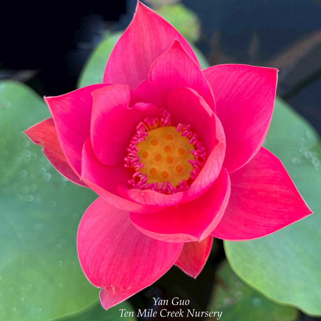 2025 Shine Lotus - Ten Mile Creek Nursery