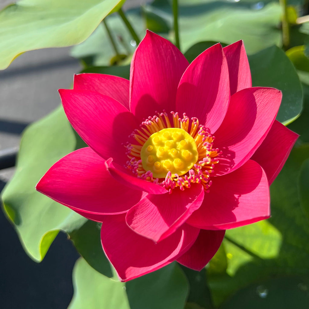 2025 Shine Lotus - Ten Mile Creek Nursery