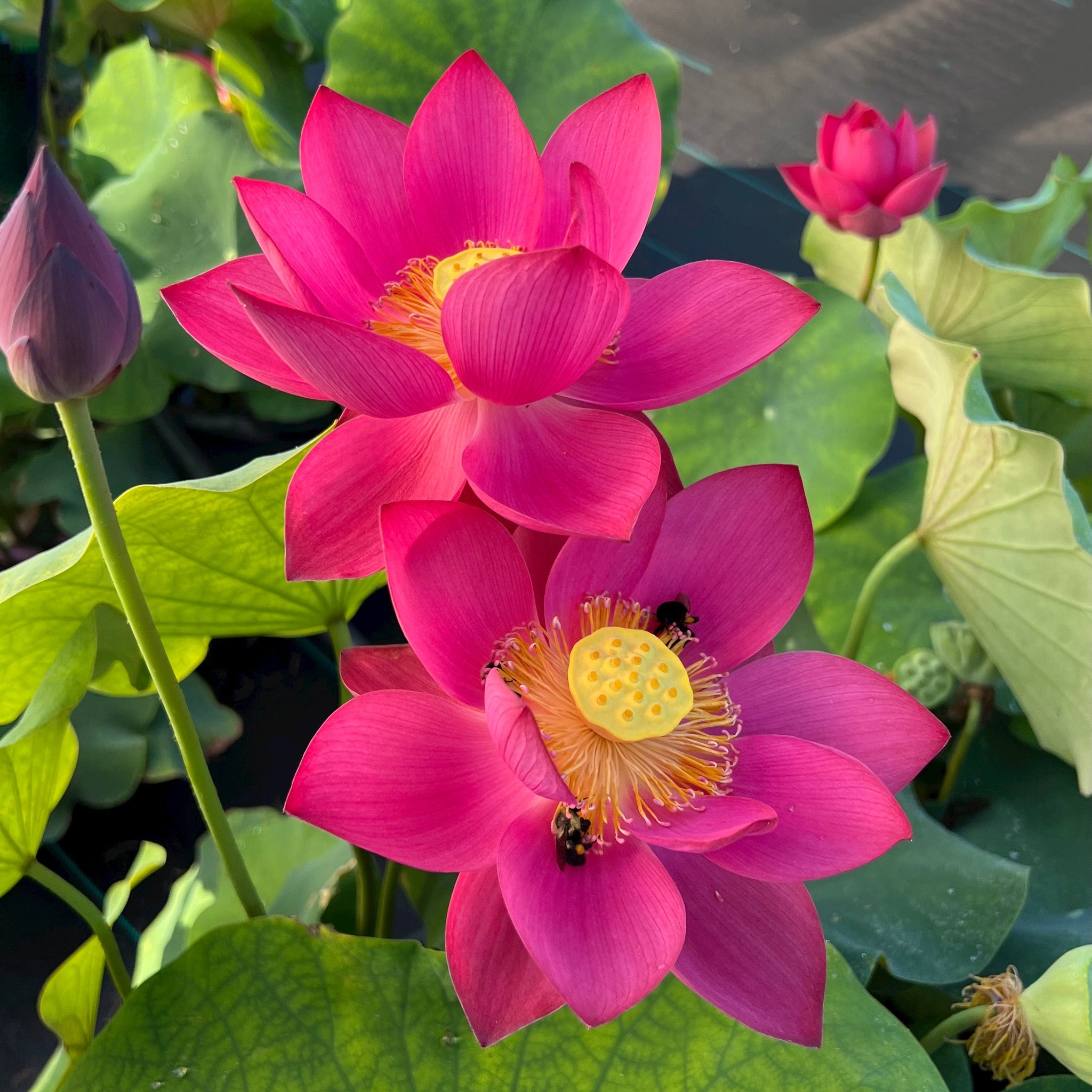 花 Shiki Lotus Shine Miniature- Many flowers! – Ten Mile Creek Nursery
