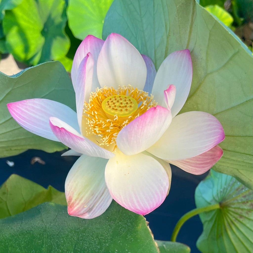 2025 Smiling Flower Lotus - Ten Mile Creek Nursery