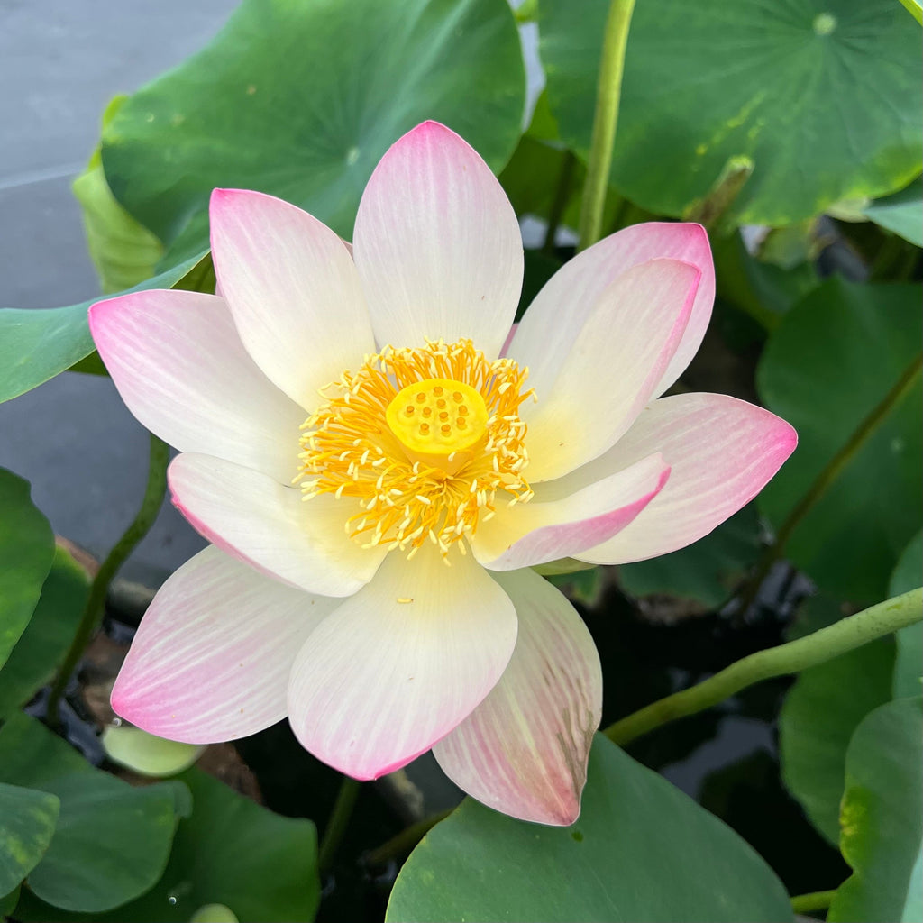 2025 Smiling Flower Lotus - Ten Mile Creek Nursery