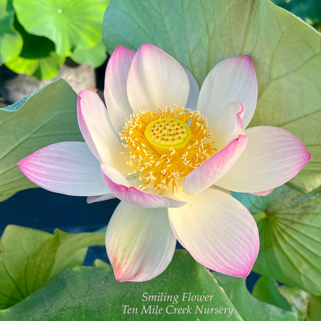 2025 Smiling Flower Lotus - Ten Mile Creek Nursery