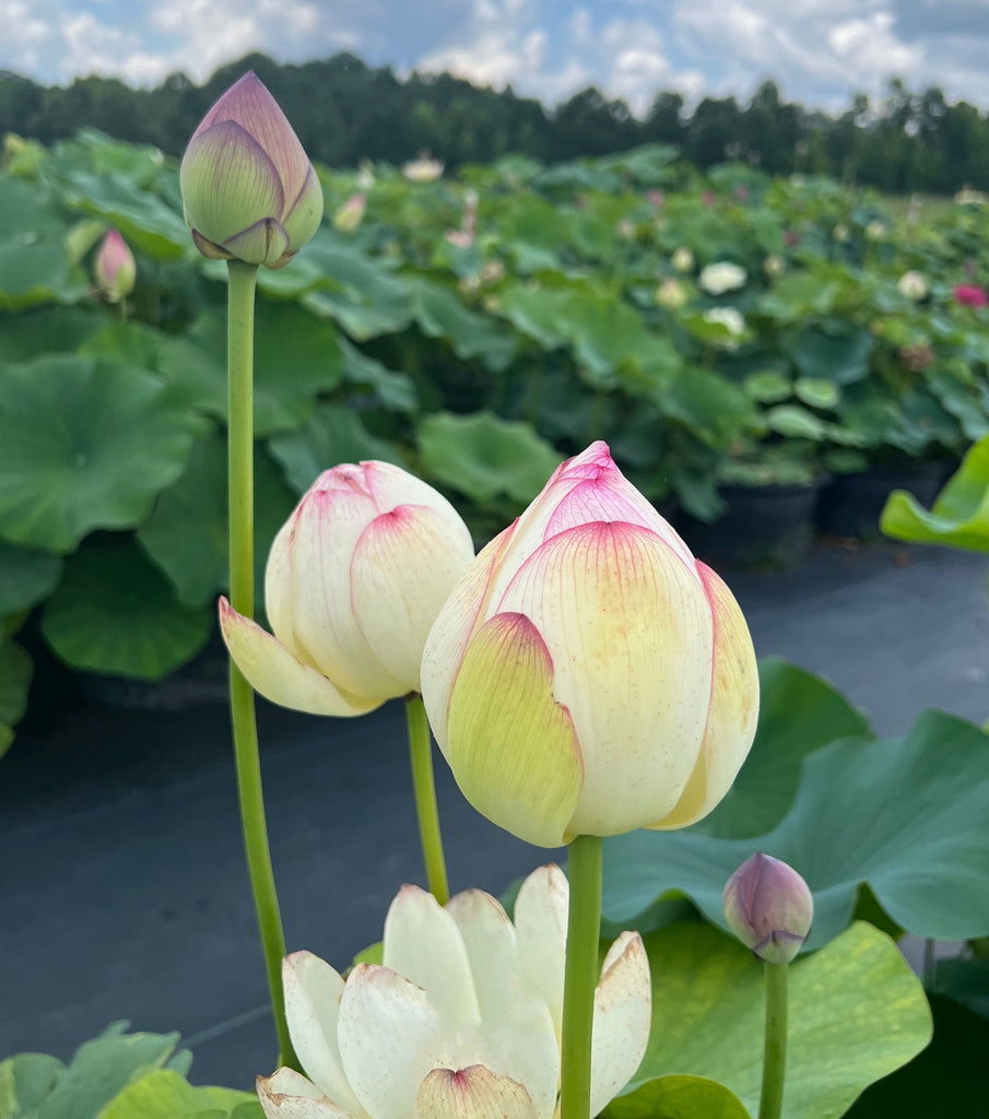 2025 Smiling Flower Lotus - Ten Mile Creek Nursery