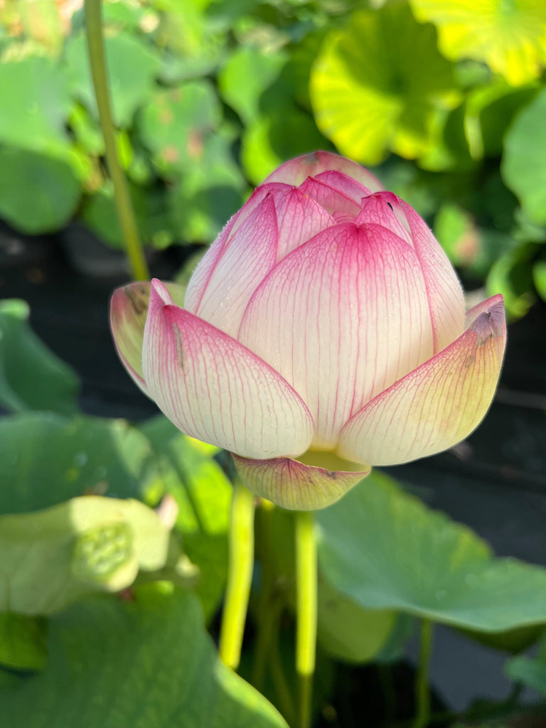 2025 Smiling Flower Lotus - Ten Mile Creek Nursery