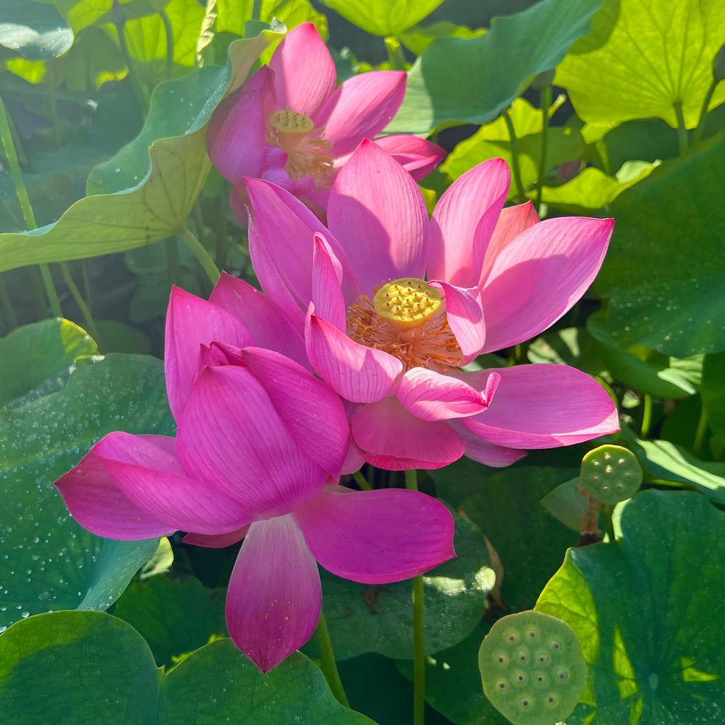 2025 Songcheng Summer Lotus - Ten Mile Creek Nursery